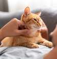 O ronronar dos gatos pode representar várias coisas. Descubra 5 curiosidades sobre o som típico dos felinos!  Foto: Revista Malu