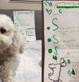 O cãozinho Luis e a carta deixada por Matilda, sua tutora  Foto: Reprodução/ Guardería de mascotas O’Driscoll/Facebook / Perfil Brasil