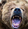 Urso na natureza  Foto: Getty Images / BBC News Brasil