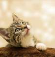 Em média, a expectativa de vida de um gato doméstico pode variar de 12 a 20 anos.  Foto: Gundula Vogel pixabay / Flipar