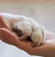 Reencarnação animal: os cachorros, gatos e outras espécies, com quem convivemos, voltam para nossa vida?  Foto: Canva Equipes/Seventyfour / Bons Fluidos