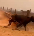 Vídeo mostra gado fugindo do fogo durante incêndio em fazenda de Goiás  Foto: Reprodução