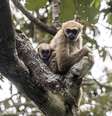 Muriqui-do-norte é abraçador e ajudam a conservar a Mata Atlântica   Foto: Leonardo Mercon/VW Pics/Getty Images