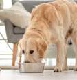 A comida humana não deve ultrapassar 10% da dieta diária dos animais de estimação   Foto: Tatyana Vyc | Shutterstock / Portal EdiCase