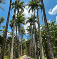 Jardim Botânico está localizado na zona Sul no Rio de Janeiro  Foto: Carioca sem fronteiras