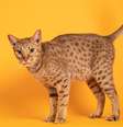 O gato ocicat tem uma personalidade extremamente amigável e sociável  Foto: Nynke van Holten | Shutterstock / Portal EdiCase