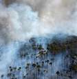 Floresta Nacional de Brasília foi uma das regiões devastadas pelos incêndios que se espalham pelo País.  Foto: DW / Deutsche Welle