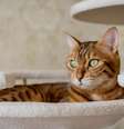 Veja opções de nomes para o seu gato inspirados em Dragon Ball  Foto: Svetlana Rey | Shutterstock / Portal EdiCase