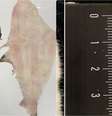 A pesquisa está atualmente em fase de testes com animais  Foto: Reprodução/g1