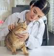 A gripe é uma doença que também pode afetar os animais de estimação  Foto: Mongkolchon Ak | Shutterstock / Portal EdiCase