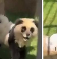 Zoológico na China admite que pintou cachorros para se parecerem com pandas   Foto: Reprodução/Redes Sociais 