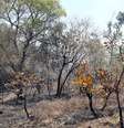 Incêndio atingiu parque nacional de Brasília nesta semana  Foto: Antonio Cruz/Agência Brasil / Estadão