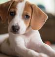 Os cachorros precisam de tempo para se adaptarem ao novo ambiente  Foto: StephanieWestPhotography | Shutterstock / Portal EdiCase