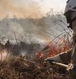 Pantanal foi gravemente afetado pelos incêndios recentes, apontam relatórios  Foto: Getty Images / BBC News Brasil