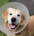 O colar elizabetano impede que o cachorro agrave feridas ou pontos cirúrgicos  Foto: Sue McDonald | Shutterstock / Portal EdiCase