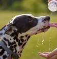 Tempo seco também prejudica a saúde dos pets  Foto: Shutterstock / Alto Astral