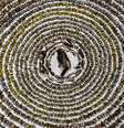 Bird Photographer of The Year 2024  Foto: Patricia Homonylo/Bird Photographer of The Year 2024