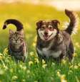 Animais de estimação precisam de atenção e carinho  Foto: Bachkova Natalia | Shutterstock / Portal EdiCase