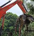 Criador abateu 125 crocodilos na Tailândia  Foto: Reprodução/Redes sociais