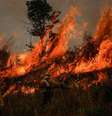 Incêndio na Floresta Amazônica em Apuí, no Amazonas  Foto: Reuters / BBC News Brasil