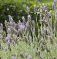 O óleo de lavanda é extraído por meio de destilação a vapor.  Foto: Zeca Wittner/Estadão / Estadão