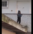 Macaco roubo bolo de apartamento no Rio de Janeiro  Foto: Reprodução Instagram