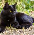 O bombaim é uma raça de gato musculosa e afetuosa  Foto: Viktor Sergeevich | Shutterstock / Portal EdiCase