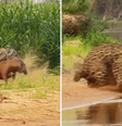 Em viagem ao Pantanal, Whindersson Nunes registra ataque de onça-pintada a capivara; veja  Foto: Reprodução/Instagram