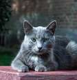Os gatos idosos têm necessidades específicas  Foto: kot1k87 | Shutterstock / Portal EdiCase