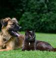 A raiva é uma doença que pode colocar a vida dos animais em risco  Foto: schubbel | Shutterstock / Portal EdiCase