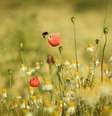 As outras flores que a abelha visitou recentemente influenciarão o modo como ela julgará essa flor. Scott-Cartwright-Photography/Moment via Getty Images  Foto: The Conversation