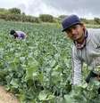 Agricultura portuguesa depende atualmente de imigrantes asiáticos  Foto: DW / Deutsche Welle
