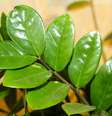 Zamioculcas são a principal escolha para decorar interiores  Foto: Diermaier/Pixabay