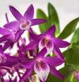 A variante de orquídea Dendrobium Rainbow Dance, de fácil cultivo. Na imagem, exemplar do Orquidário Morumby.  Foto: Zeca Wittner/Estadão / Estadão