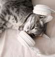 Os gatos não gostam de alguns sons devido à sua audição sensível  Foto: Irina Shatilova | Shutterstock / Portal EdiCase