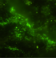 Esta imagem mostra muitas células minúsculas nas quais o DNA está abundantemente incluído dentro das células.  Foto: Y. Suzuki, SJ Webb, M. Kouduka et al . 2024/ Ecologia Microbiana