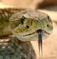 Cobra, um dos símbolos da inveja  Foto: Foto-Rabe/Pixabay