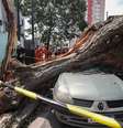 Tempestade derruba árvore sobre carros na Rua Catão no bairro da Lapa, zona oeste de São Paulo.  Foto: Werther Santana/Estadão / Estadão