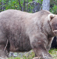 Grazer, a ursa vencedora do Fat Bear Week 2024  Foto: Reprodução/Instagram @nationalparkservice