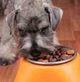 O cuidado com a alimentação é essencial para a saúde de cães obesos  Foto: Maximilian100 | Shutterstock / Portal EdiCase