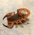 Escorpião-amarelo - Seu veneno é ainda mais forte que o do escorpião-marrom. Ele mede cerca de 7 cm. Ambas as espécies podem causar danos ao sistema nervoso, dor, bolhas na pele, tosse, vômito e falta de ar.  Foto: Fernanda/Wikimedia Commons / Flipar