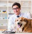 Atenção contínua à saúde preventiva garante o bem-estar dos animais  Foto: Elnur | Shutterstock / Portal EdiCase