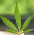 Mão de alguém segurando folha de maconha.  Foto: Getty Images / BBC News Brasil