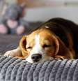 O sono de qualidade é essencial para os cachorros manterem a saúde física e mental  Foto: Viktorya Telminova | Shutterstock / Portal EdiCase