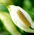 Lírio-da-paz, flor que também é conhecida como copo de leite  Foto: ignartonosbg/Pixabay
