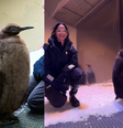 Tietado por estrelas, eternizado em brinquedo: o que faz de Pesto, o bebê pinguim gigante, um fenômeno mundial?   Foto: Reprodução/Redes Sociais