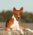 Os cachorros da raça basenji conquistam admiradores por seu comportamento peculiar e aparência elegante  Foto: Olha Didenko | Shutterstock / Portal EdiCase
