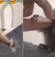 O sagui aparece nas imagens visivelmente alterado em razão do consumo de drogas e álcool  Foto: Reprodução / Perfil Brasil