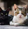 Gatos amassam pãozinho há mais de 1000 anos, revela estudo  Foto: Freepik / Flipar