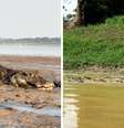 Pescador do Amazonas filmou jacarés em lago ao passar de barco  Foto: Reprodução/TikTok